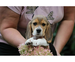 Beagle Panny do wzięcia  ZKwP/FCI  po Champione Polski