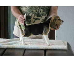 Beagle Panny do wzięcia  ZKwP/FCI  po Champione Polski