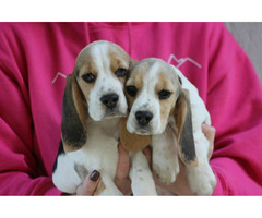 Beagle Panny do wzięcia  ZKwP/FCI  po Champione Polski