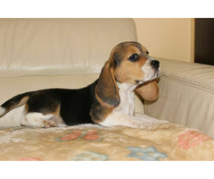 Beagle Panny do wzięcia  ZKwP/FCI  po Champione Polski