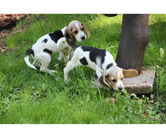 Beagle Panny do wzięcia  ZKwP/FCI  po Champione Polski