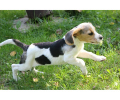 Beagle Panny do wzięcia  ZKwP/FCI  po Champione Polski - 6