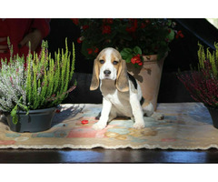 Beagle Panny do wzięcia  ZKwP/FCI  po Champione Polski - 7