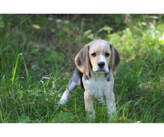 Beagle Panny do wzięcia  ZKwP/FCI  po Champione Polski - 8