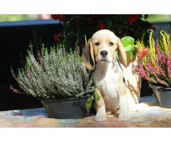 Beagle Panny do wzięcia  ZKwP/FCI  po Champione Polski - 9
