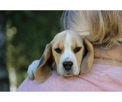 Beagle Panny na wydaniu  ZKwP/FCI  po Champione Polski - 2