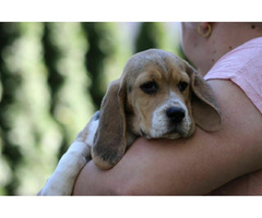Beagle Panny na wydaniu  ZKwP/FCI  po Champione Polski - 4