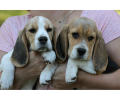 Beagle Panny na wydaniu  ZKwP/FCI  po Champione Polski - 7