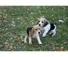 Beagle Panny na wydaniu  ZKwP/FCI  po Champione Polski - 8