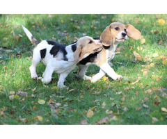 Beagle Panny na wydaniu  ZKwP/FCI  po Champione Polski - 9