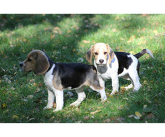 Beagle Panny na wydaniu  ZKwP/FCI  po Champione Polski - 10