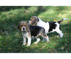 Beagle Panny na wydaniu  ZKwP/FCI  po Champione Polski - 11